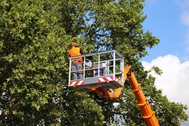 Reliable Inez, TX Tree Removal and Landscaping Services Solutions